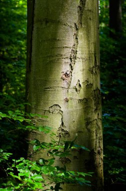 Eski bir ağaç türü, yakın çekim. Çeşitli kullanımlar için arkaplan.