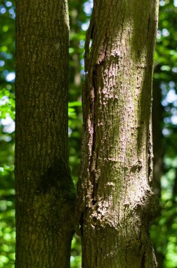 Eski bir ağaç türü, yakın çekim. Çeşitli kullanımlar için arkaplan.