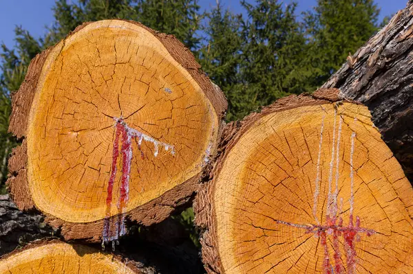 Ağaç gövdelerinin yakın görüntüsü. Malzeme deposu işleme hazır. Çeşitli kullanımlar için soyut arkaplan.