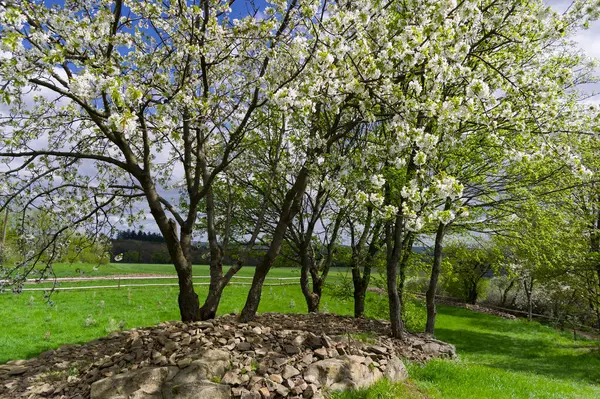Yaban kirazlarının açtığı bahar manzarası. Sosuvka köyü, Güney Moravya, Çek Cumhuriyeti.