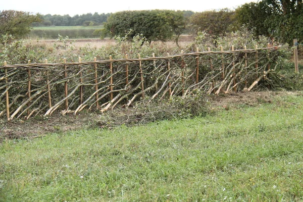 Length Completed Hedge Laying Field Boundary — Stock fotografie