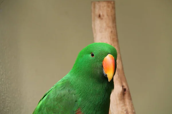 Lysande Grön Australisk Hane Eclectus Papegoja Fågel — Stockfoto