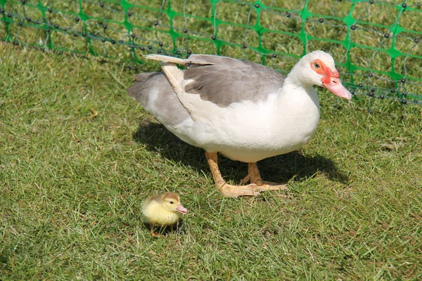Adult Mother Duck Baby Chick — Stock Photo, Image