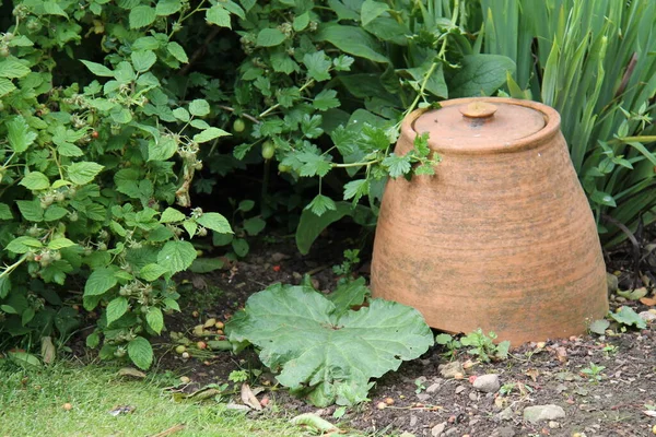 Terracotta Forcing Pot Growing Rhubarb Plant — Stock Photo, Image