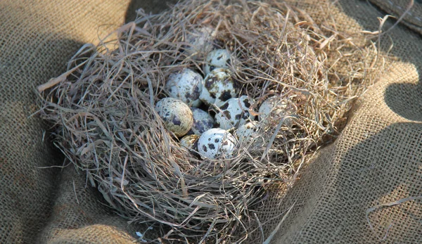 Enkele Zwart Witte Eieren Een Mok Vogelnest — Stockfoto