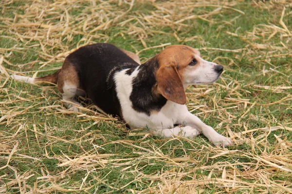Cão Caça Beagle Deitado Grama — Fotografia de Stock