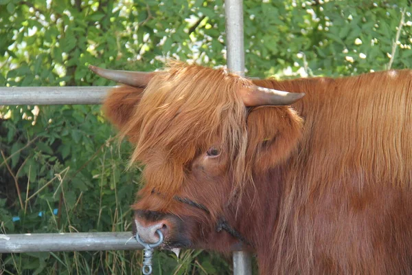 Pedigree Highland Cattle Připoutaný Kovovému Plotu — Stock fotografie