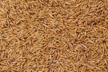 A Background Image of Recently Harvested Oat Seeds.