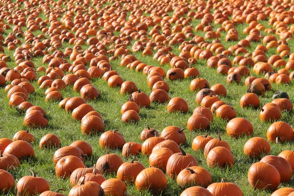 A Field Full of Freshly Picked Orange Halloween Pumpkins.