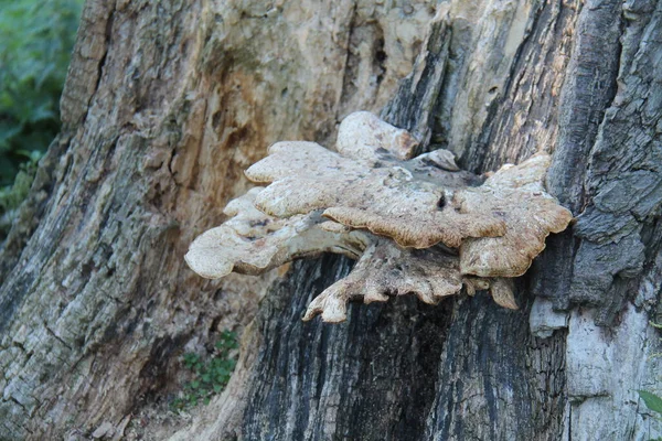 Bir Ağaç Gövdesinde Büyüyen Vahşi Parlak Mantar — Stok fotoğraf