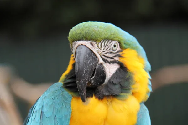 Hlava Modrého Žlutého Papouška Macawa — Stock fotografie