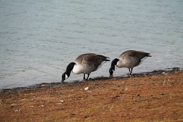 Ένα Ζευγάρι Από Τον Καναδά Geese Που Τρέφονται Στην Άκρη — Φωτογραφία Αρχείου
