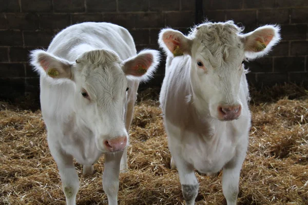 Two Young Whitebred Shorthorn Farmyard Heifer Cows — Stock Photo, Image