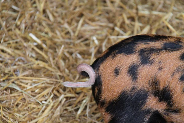 Twisted Tail Oxford Sandy Black Canar Pig — Stock fotografie