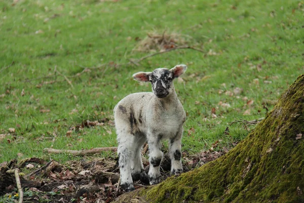 黒と白の新生児子羊 — ストック写真