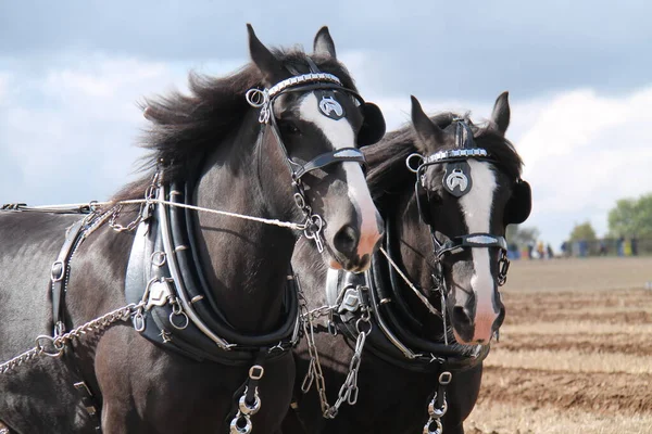 Een Paar Krachtige Shire Horses Met Een Lederen Harnas — Stockfoto
