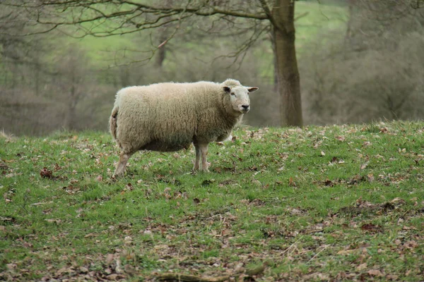 Une Mère Brebis Mouton Dans Champ Herbe Sauvage — Photo