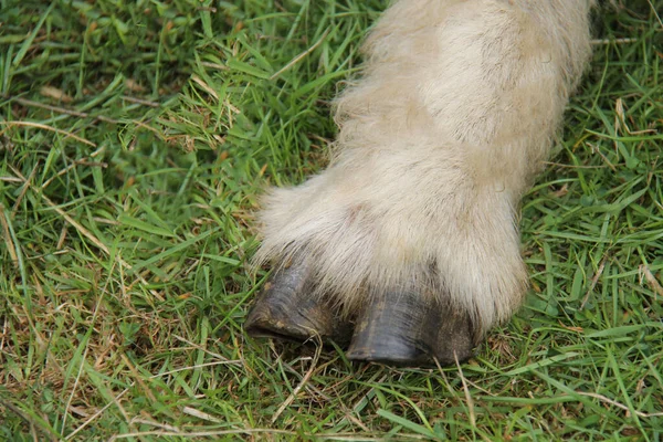 The Hoofed Foot of a Large Farmyard Sheep.
