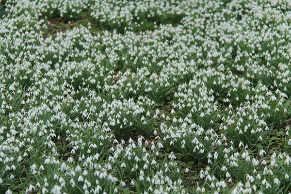 Ein Großes Beet Mit Weißen Schneeglöckchen Blütenpflanzen — Stockfoto