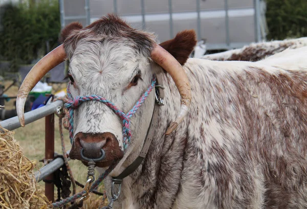 Head Large Long Horn Farmyard Bull Cattle Animal — Stock Photo, Image