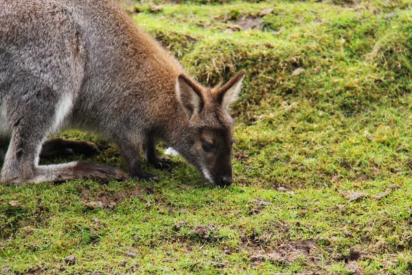 Ein Erwachsenes Känguru Frisst Gras Auf Einer Schlammigen Wiese — Stockfoto