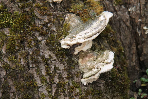 一些生长在苔藓覆盖的树上的球茎真菌 — 图库照片