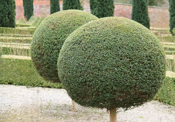 Två Lollipop Formade Topiary Ball Garden Träd — Stockfoto