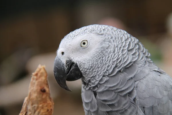 Hlava Působivého Afrického Papouška Šedého — Stock fotografie
