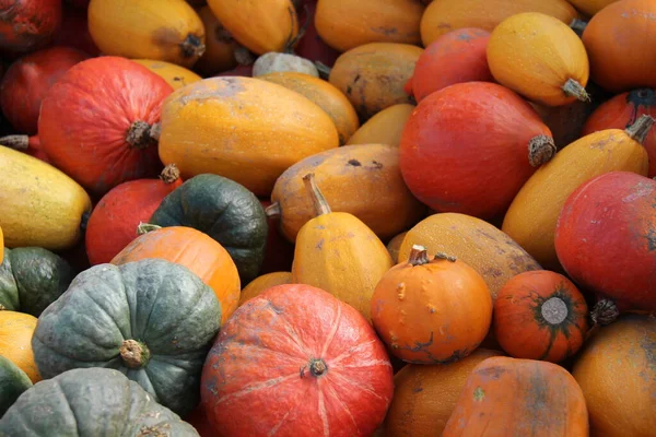 Una Mezcla Formas Colores Frutas Calabaza Recién Recogidas — Foto de Stock