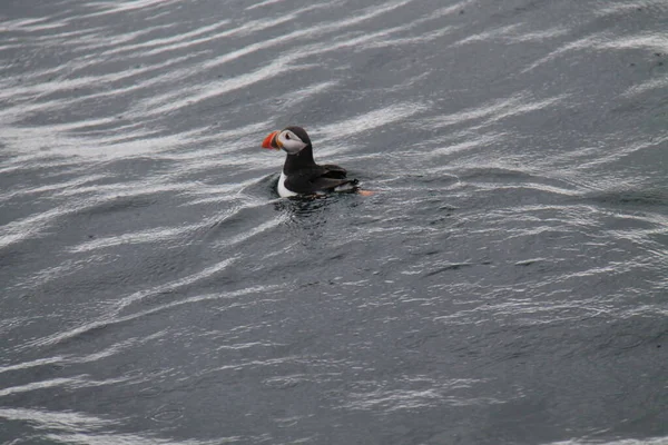 A Puffin Seabird Swimming on the Open Ocean Sea.