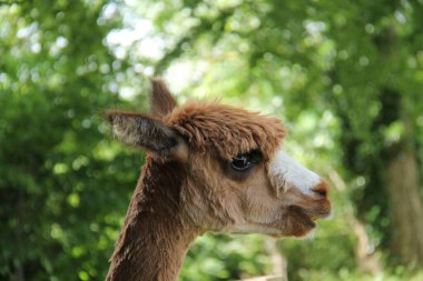 Yetişkin Alpaka Hayvanlarının Başı.