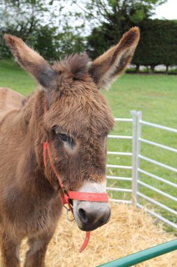 Hasır Kalemdeki Arkadaş Canlısı Eşeğin Kafası.