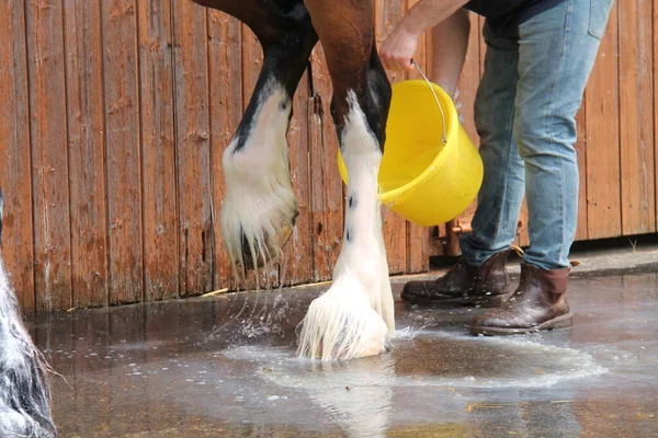 Washing the Feet of a Large Shire Show Horse.