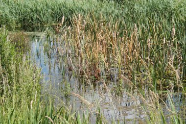 Yabani otların karışımı küçük bir kır göleti..