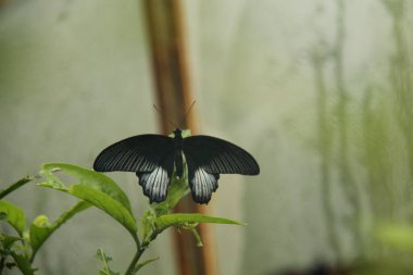Yeşil Yapraklı Siyah ve Beyaz Tropik Kelebek.