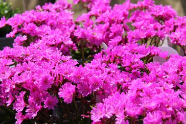 Pembe Lewisia Çiçek Bitkisinin Güzel Gösterimi.