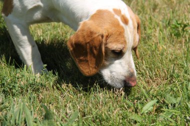 Bir Av Köpeği İzlemek için Çimenlerdeki Kokuyu Koklar.