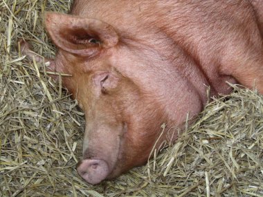 The Head of a Sleepy Large Tamworth Farm Pig. clipart