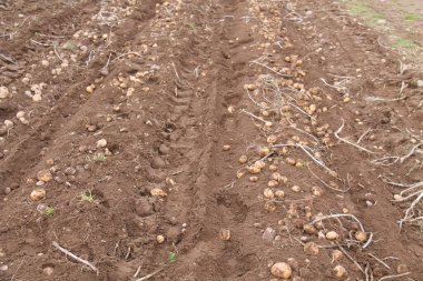 Taze hasat edilmiş çiftlik patatesleri tarlada kuruyor..