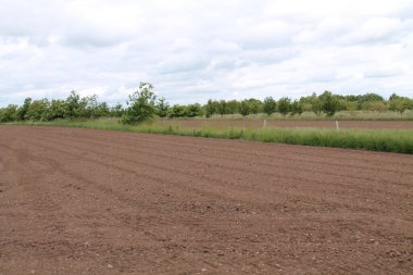 Bir Ormancılık Tarım Projesinin Tarlaları ve Ağaçları.