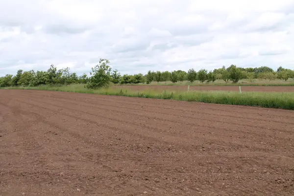 Bir Ormancılık Tarım Projesinin Tarlaları ve Ağaçları.