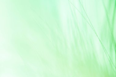 Bulanık yeşil arkaplan, ot .