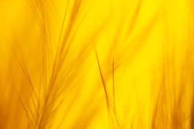 Soyut bulanık sarı arkaplan, ot .