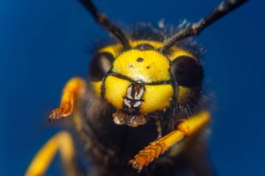 Mavi arka planda bir eşek arısı, makro .