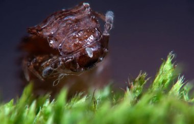 Tespih böceklerine yakın çekim, makro .