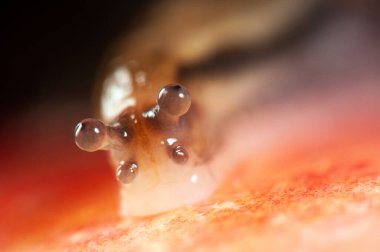 Salyangoz kafası yaklaş, makro. .