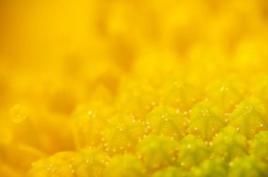 Background from stamens of yellow chrysanthemums closeup . clipart