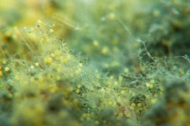 Ekmek kalıbı, mikrograf, yakın plan. .