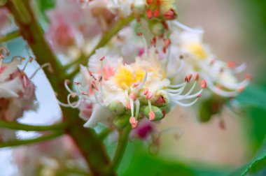 Canlı kestane çiçeği tam çiçek, doğal güzellik ve narin koku yayıyor. .