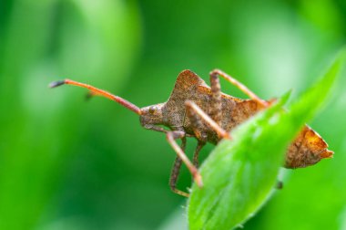 Doğa 'daki Coreus marginatus' a yakın çekim .